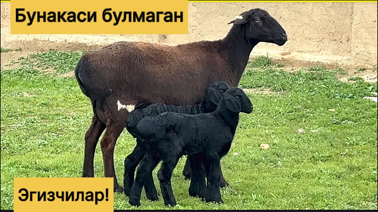 Хакикий хиссори эгизчи куйлар! 883100698☎️ 955860040☎️ 919470799☎️