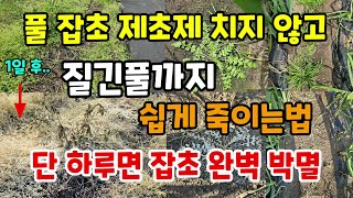 풀잡초 제초제 치지 않고 질긴풀까지 쉽게 죽이는법 하루면 잡초 완벽 박별되는 2가지 방법 #풀저게방법