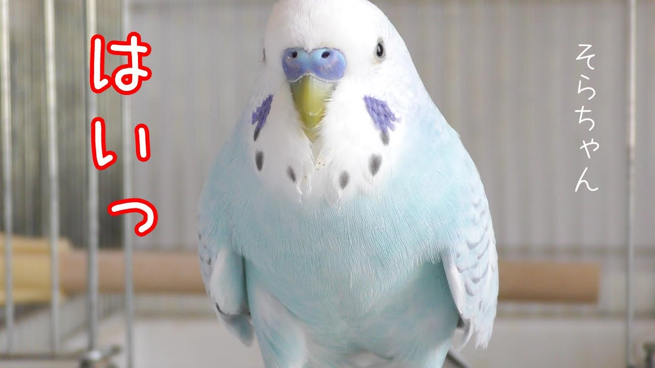 インコのそら ある日のそらちゃん インコのようにさえずったりおしゃべりしたり