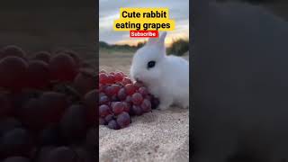 beautiful rabbit 🐰 eating grapes 🍇 | cute bunny eating | #shorts #viral #rabbit #bunny Resimi