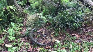 Scent tracking behavior on a crocodile monitor (Varanus salvadorii) at Singapore Zoo