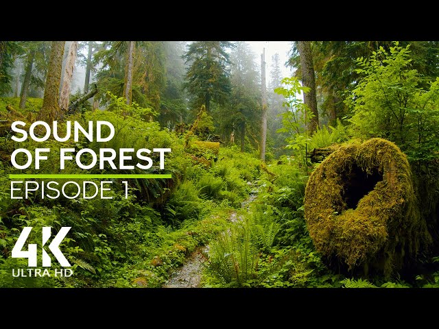 Rainy Day Forest Sounds - Relaxing Ambience for Study or Sleep