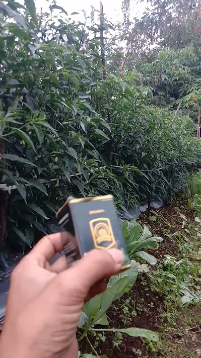 *Pupuk Cabai agar berbuah lebat || pupuk Organik ecofarming.