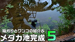 【池づくり】メダカビオトープの完成と稲刈り、我が家の犬たちの紹介。