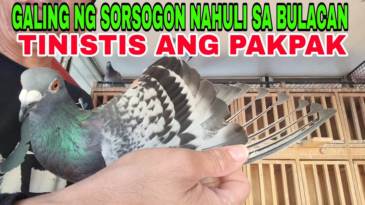 TINISTIS ANG PAKPAK NG IBON KO /BUMALIK GALING NG SORSOGON