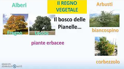 Quali sono i tre regni della natura?