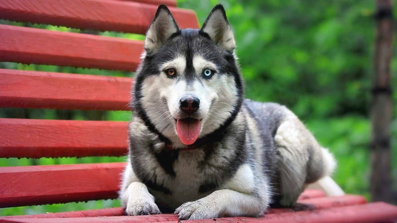 most gorgeous dog breeds