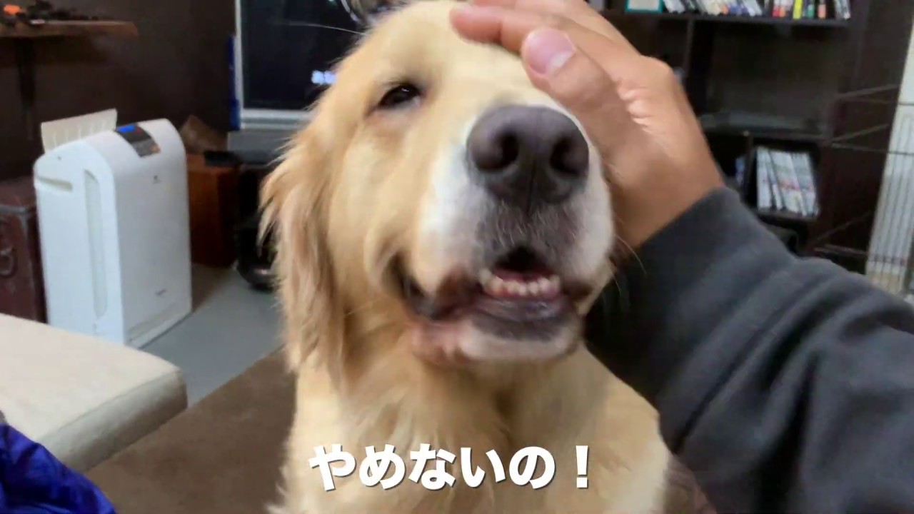 愛犬と映画を観てたら 観れない件 Youtube