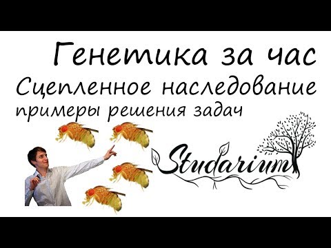 Генетика за час! Сцепленное наследование, решение генетических задач. ЕГЭ по биологии. Часть 2