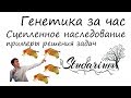 Генетика за час! Сцепленное наследование, решение генетических задач. ЕГЭ по биологии. Часть 2