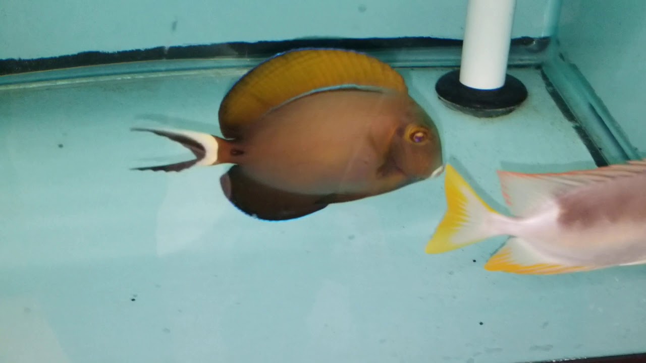 Bariene Tang $259 - Sumatra