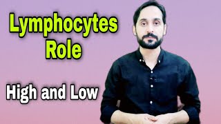 What is Lymphocyte | Role of Lymphocytes