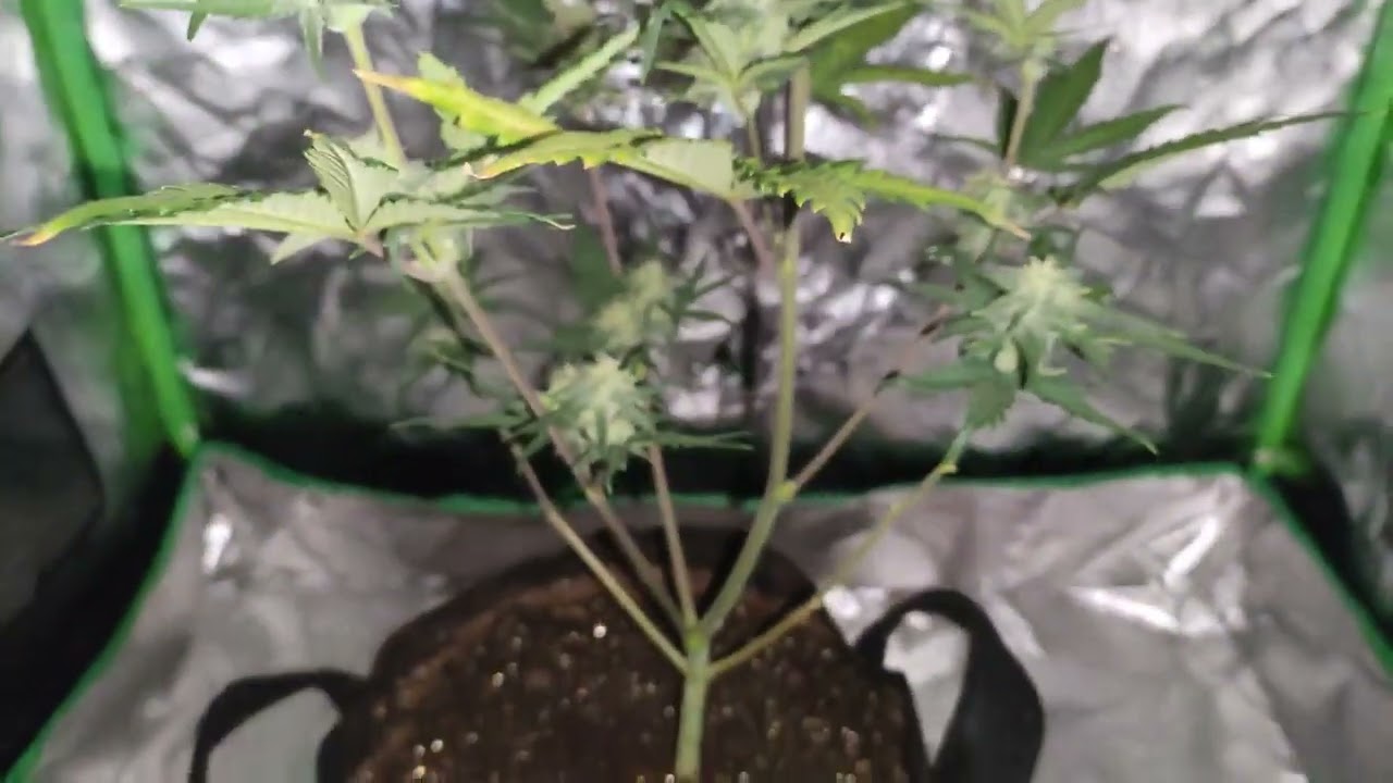 Amnesia Haze Linda Seeds Cannabis Indoor grow  Primordial Solutions