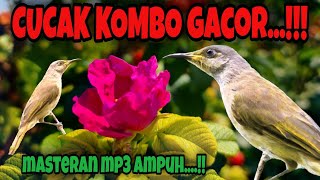 Download lagu cucak kombo gacorrr ‼️ masteran burung SULTAN ‼️MP3.