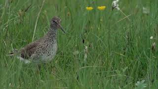 RSPB Berney Marshes, Creating Habitat