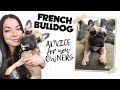 How To Take Care of A French Bulldog // Everything You Need To Know