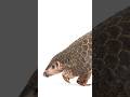 Pangolin Facts | The World’s Most Trafficked Animal