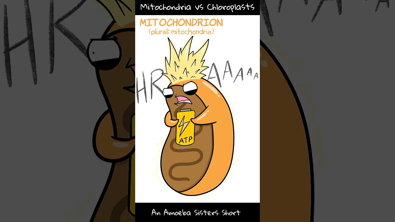 Mitochondria Vs Chloroplasts Amoeba Sisters Shorts YouTube Mitochondria Vs Chloroplasts Amoeba Sisters Shorts YouTube