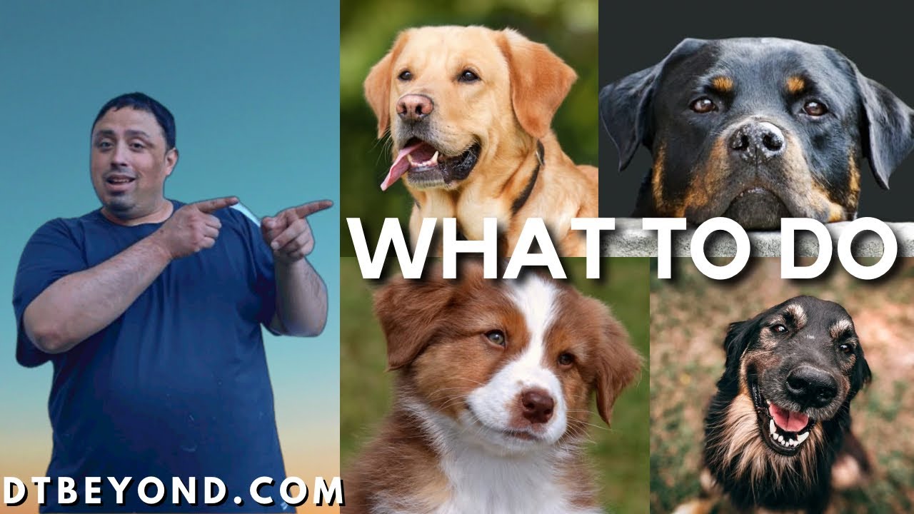 How To Prepare For New Dog Owner The Essential Guide YouTube