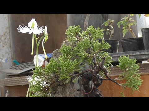 Moving a rooted pine from stone to stone - YouTube