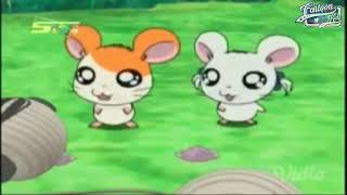 HAMTARO Bahasa Indonesia ~ Perayaan Dengan Semuanya