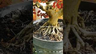 Root Program Sancang Premna Microphyla @therisingofroninbonsai #shorts