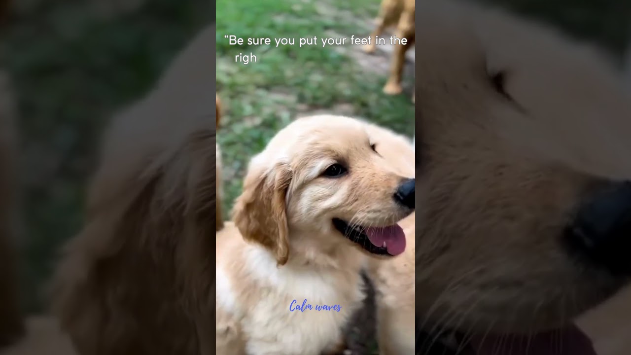 Daily Doggies Motivation