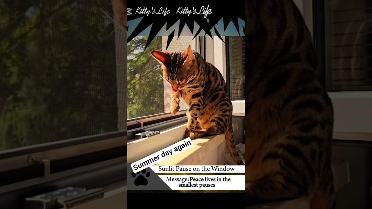 NEW Kitty enjoying sun and calm on the window 