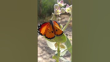 Butterfly Effect: How One Small Change Can Impact Everything (2024)