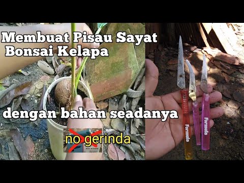 Cara Membuat Pisau Sayat Bonsai Kelapa Dari Gunting Bekas Youtube