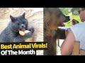 Top 40 Viral Animal Videos Of the Month - June 2019