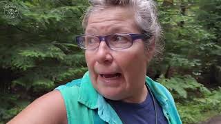 Disoriented Moose on the Loose in the Adirondacks, NY