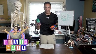 INSIDE THE HUMAN SKULL - How our 5 senses enter the skull & How Egyptians removed brains Net Worth