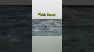 Real Proof That Mermaids Actually Exist… 🧜‍♀️😳 #shorts #short Net Worth