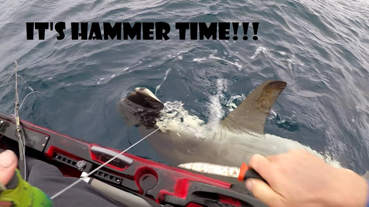 BIG Hammerhead shark caught from kayak!!! YouTube