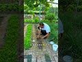 Have you ever seen radishes planted in the cracks between bricks