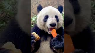 🐼地球上最火的吃播博主！#Panda #Animal 【跟着图尔去旅行】