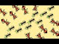 Fire Ants Ambush My Army Ant Convoy in Pocket Ants Colony Simulator