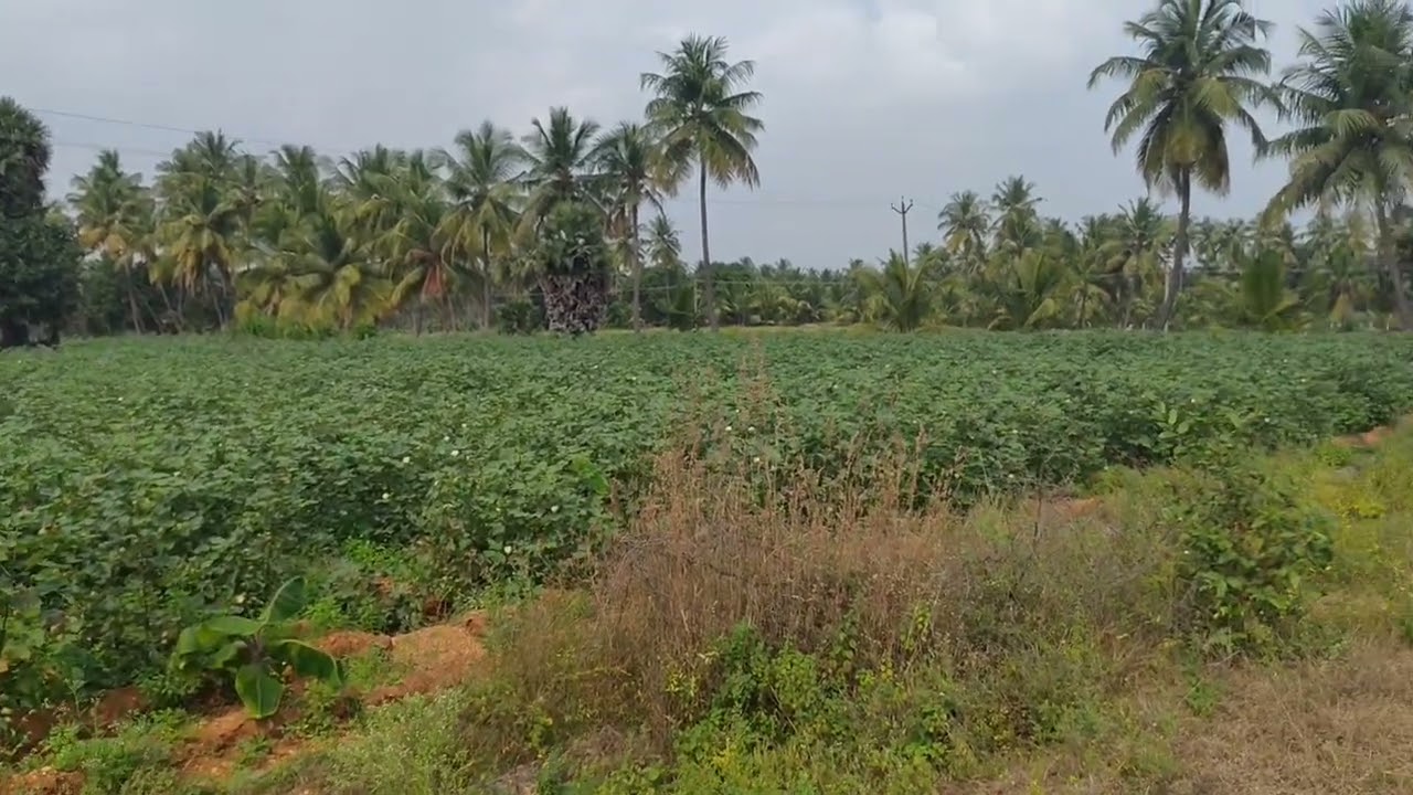 50 சென்ட் இடம் விற்பனைக்கு ஒரு செண்டின் விலை ஒரு லட்சம் மட்டுமே 9344668685