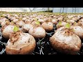 Lily flower farming technology  lily bulb harvesting machine  lily plant and harvest in greenhouse