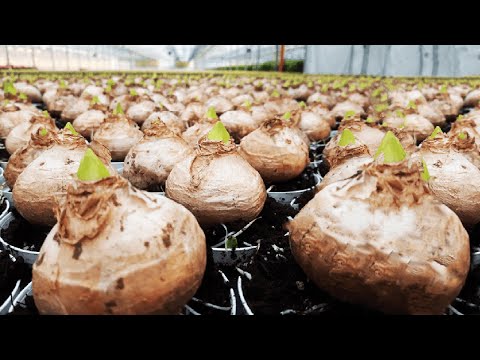 Lily Farming Technology - Lily bulb Harvesting Machine - Lily Planting and Harvesting in GreenHouse