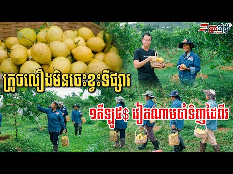 គេថាខ្មែរដាំក្រូចលឿងមិនបាន ឥឡូវដាំបានសណ្ឋាគារផ្កាយ៥ដណ្ដើមគ្នាទិញ