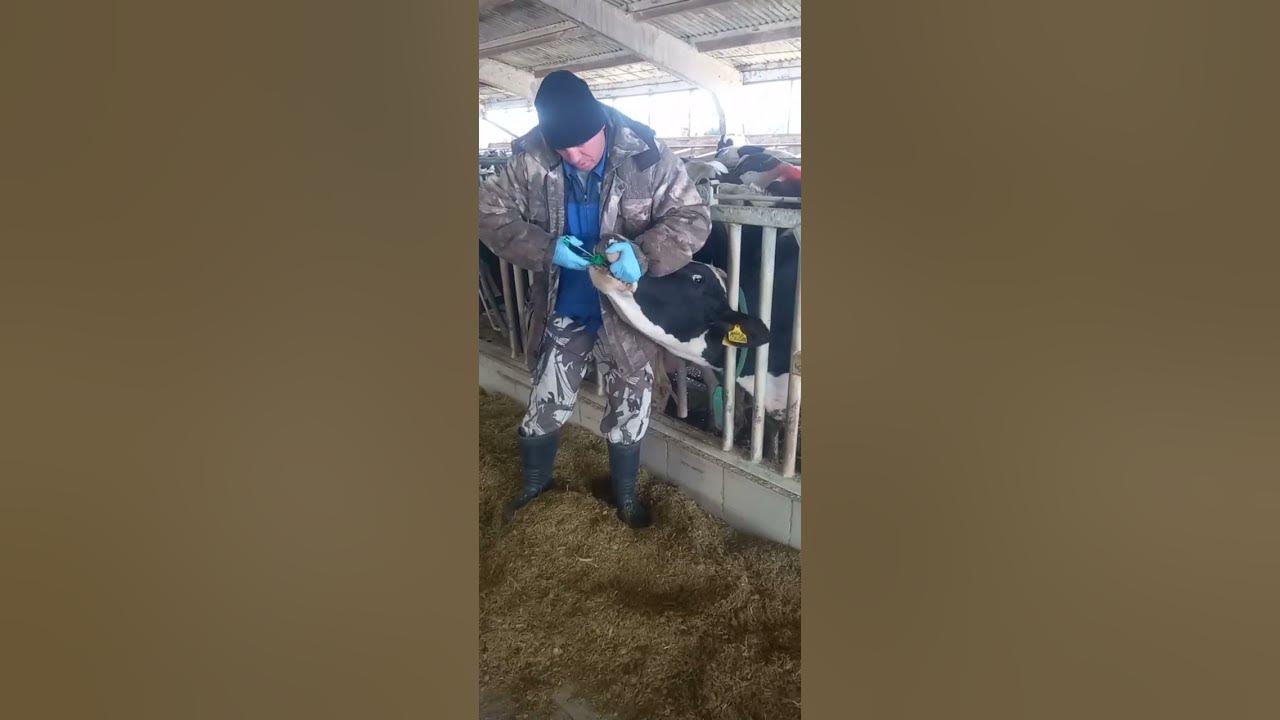 Как правильно давать корове болюсы? Содержание КРС. Коровы на ферме ...