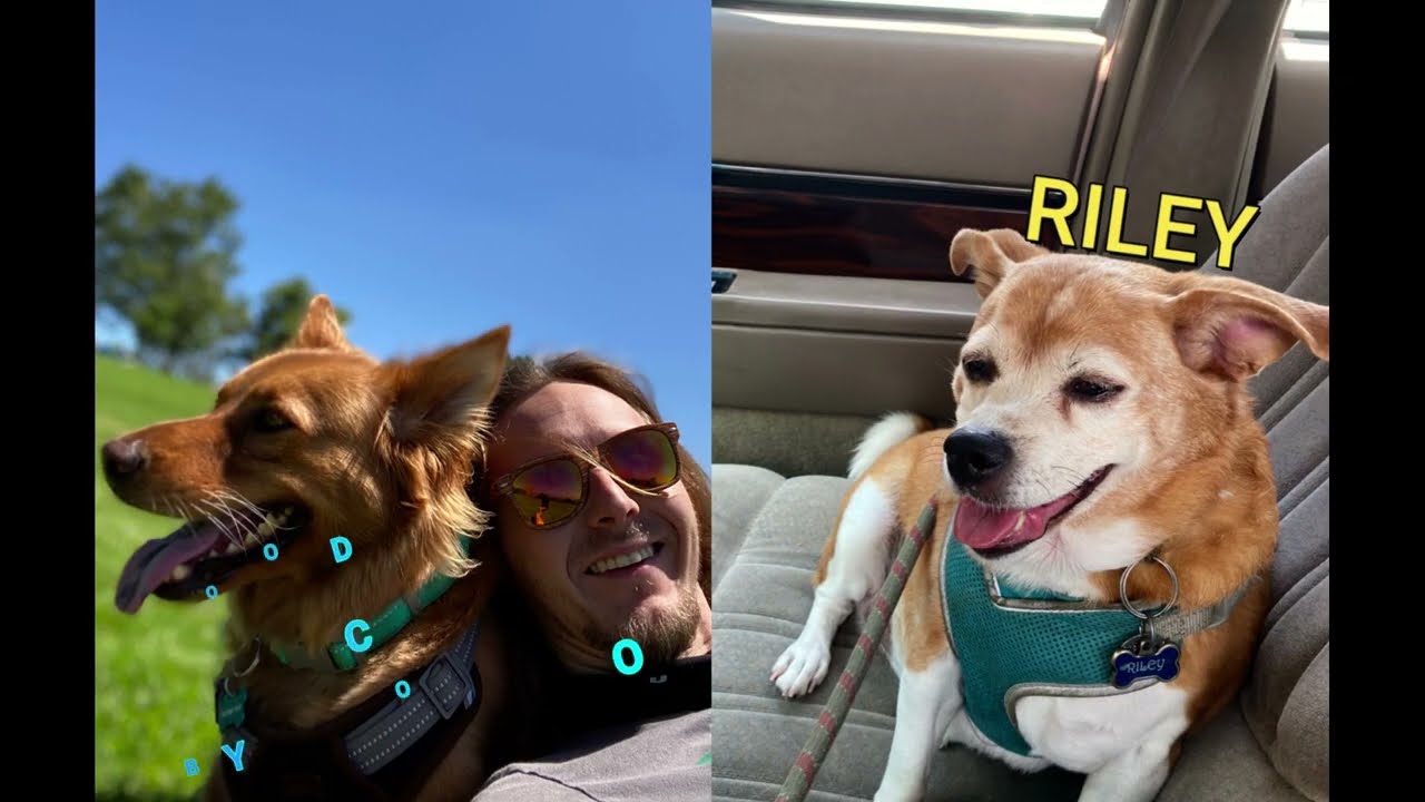 Denver City Stoner Guide Preview 