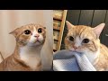 Funny Moments of Cats | Funny Video Compilation - Fails Of The Week #28