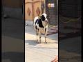 Bagg Gaya✨😱Wait For End😱 | SheikhZohaibVlog | #trending #cow