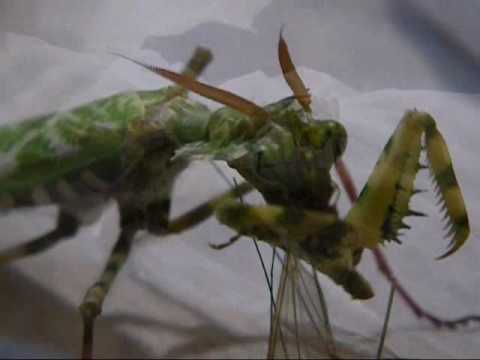 devil's flower mantis eats a bug