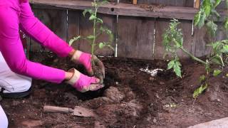 How to Plant Tomatoes in Full Sun : The Chef's Garden