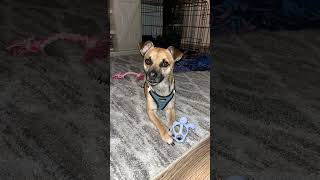 Vote Vote Vote ! https://mygivingcircle.org/just-keep-rescuing-canines-and-cats