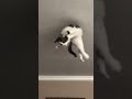 My cat when I’m making music 